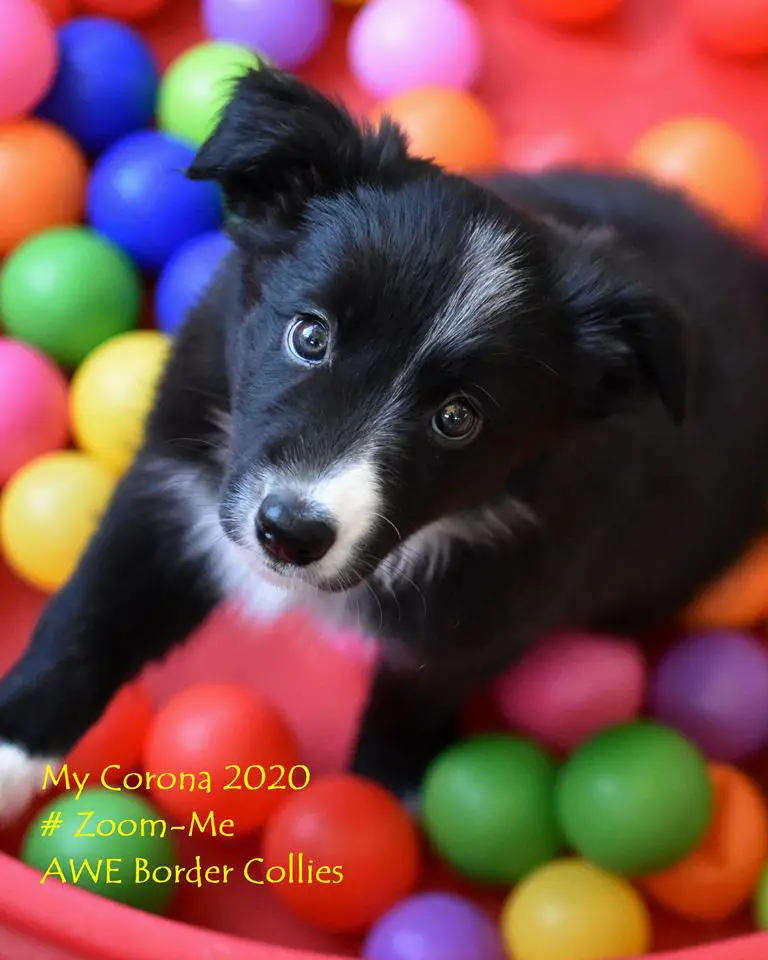 AWE2C Zoey Zamboni (Zoom-Me)