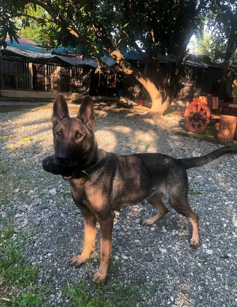 Oderic European K9 training base