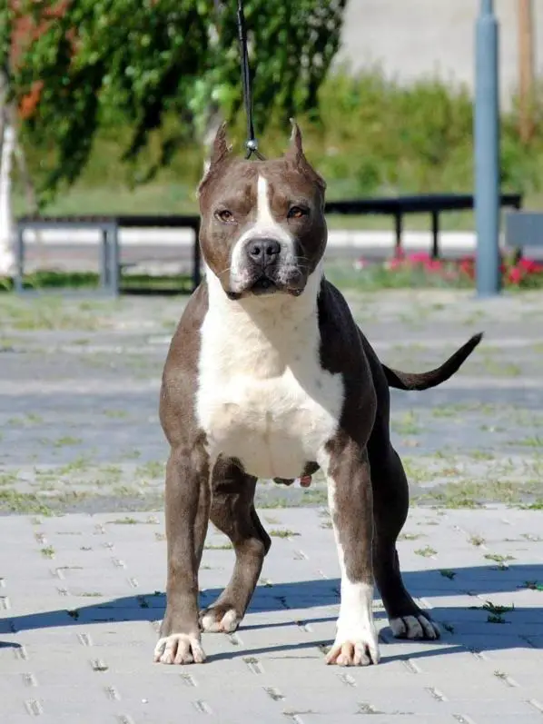 Srcky's Troublemaker