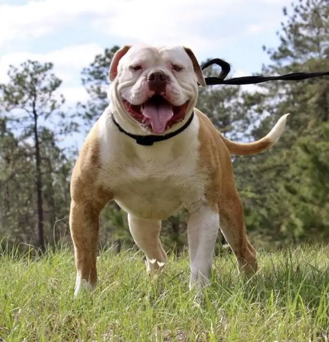 BullyBadass’s/Cole Creek Rage