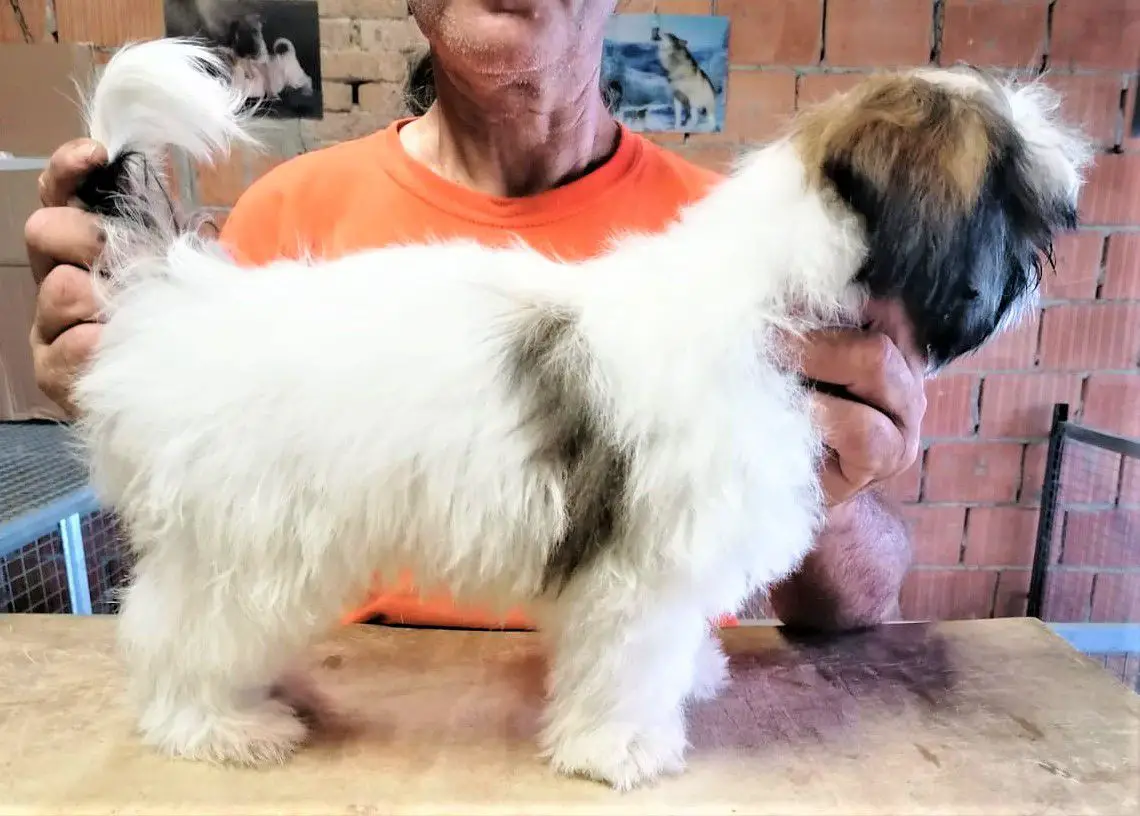 LOLA DEL RANCH ALBA