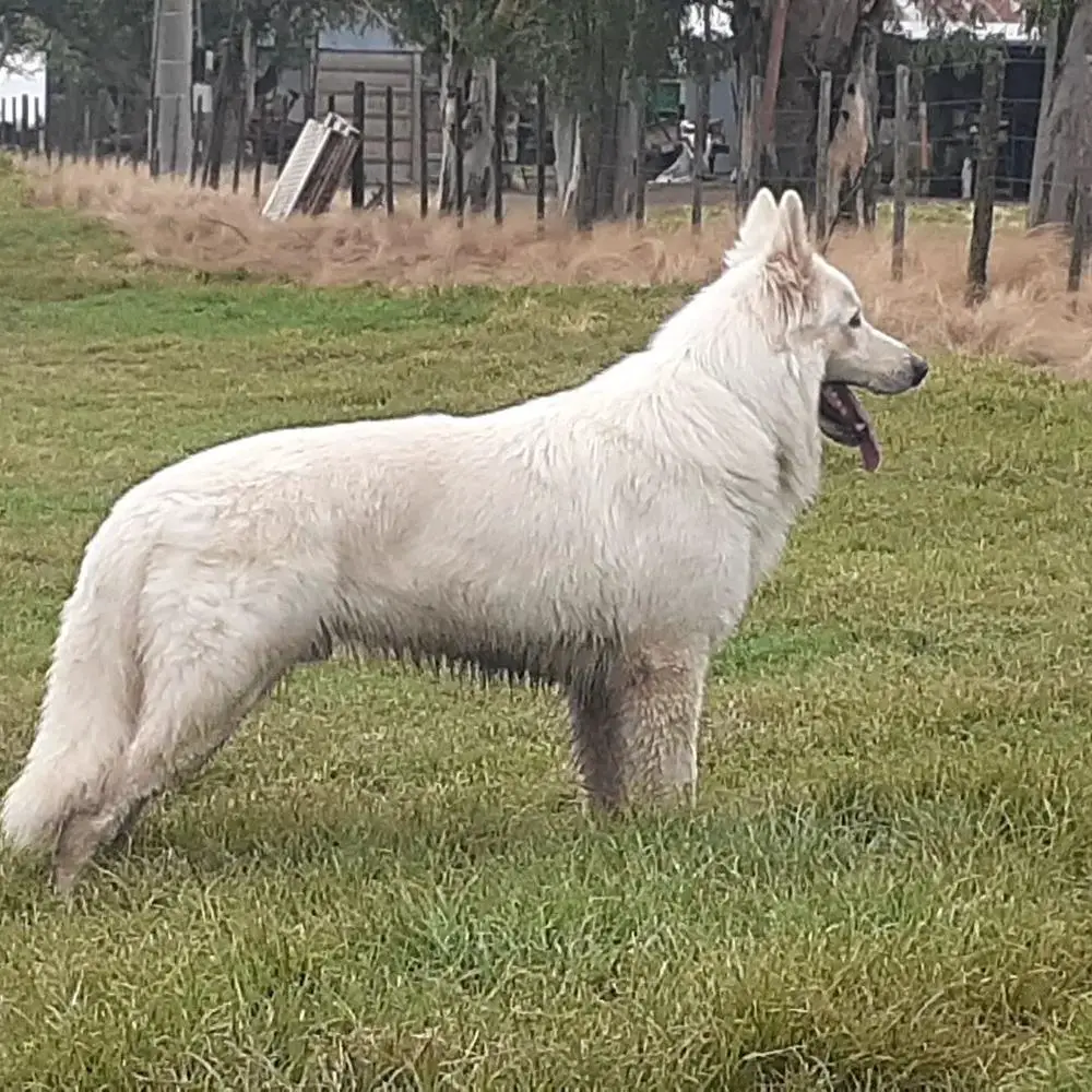 ANTU Blancos Du Mon