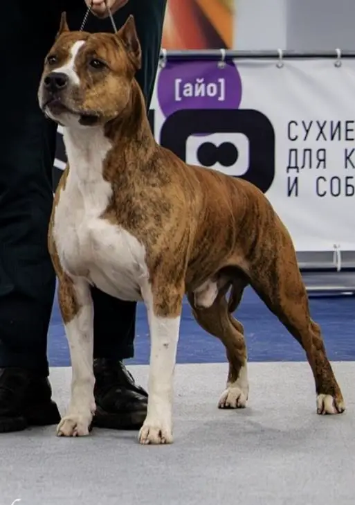 IMPERIAL GIGANT PERVYI