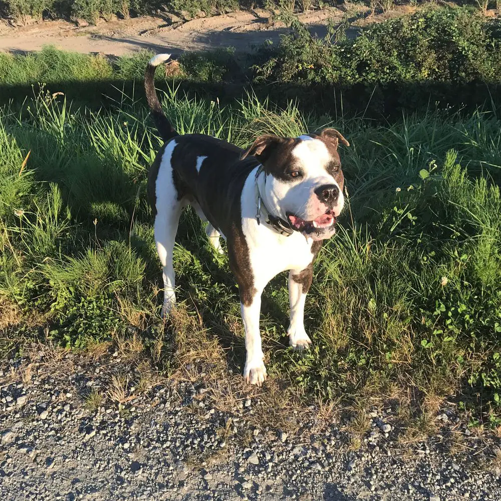 Hugo
