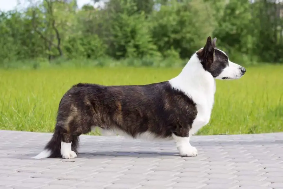 Corgi na Volge Urban Tango