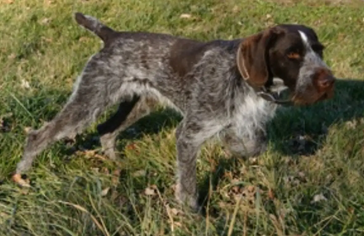 THUNDERHILL'S ZEKE VON STRAUSS