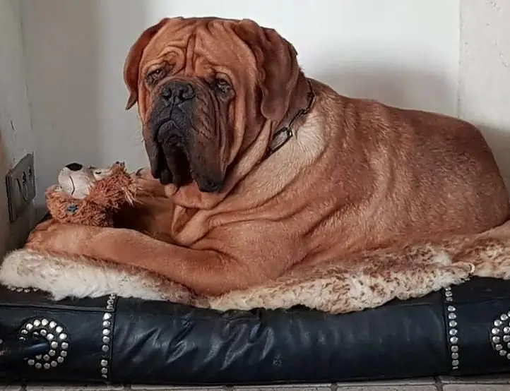 Nanak Dogue Force One