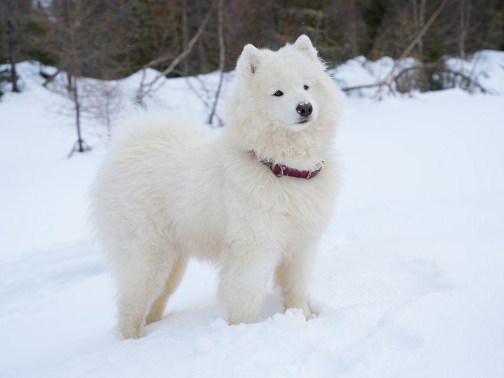 Beyond Infinity of Flying White Paws