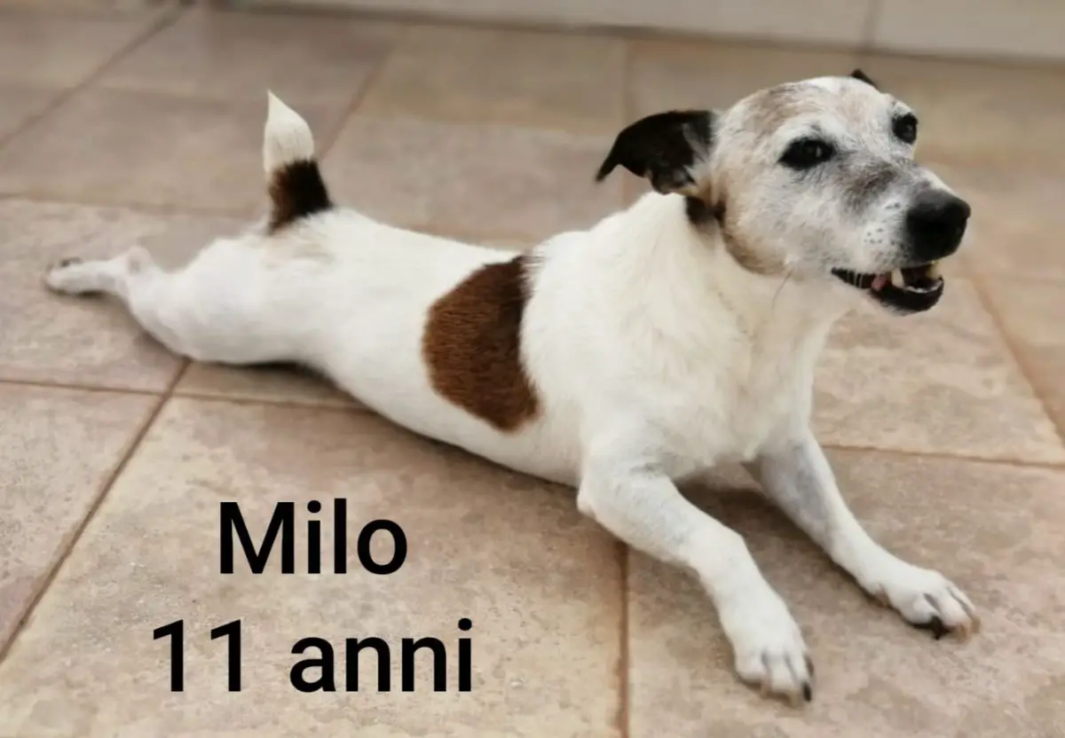 Milo M.G.