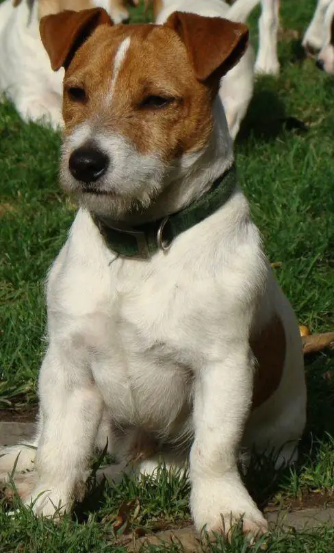 Southjack Pepper