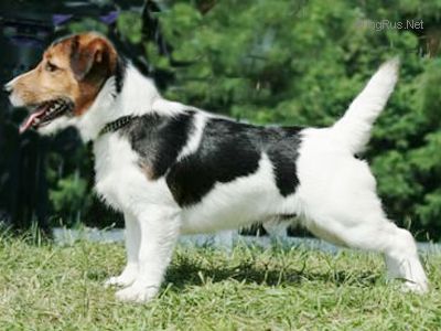 Grizzly Jack di Quario Rondo