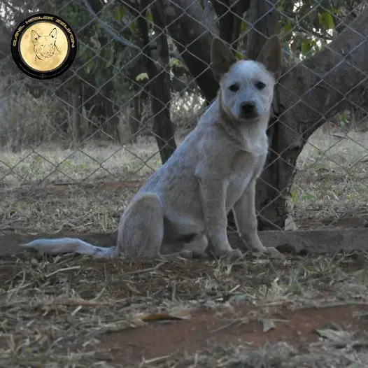 Zeus of Heeler's Selivon