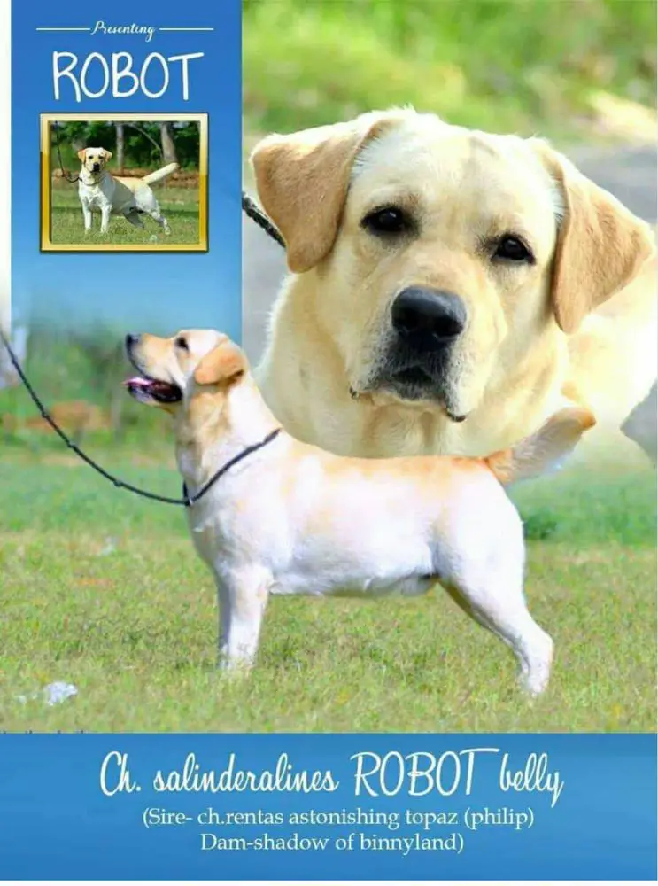 labrador robot