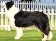 Diana Princess Stars Border Collies
