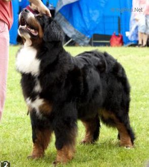 Halley Handsome van't Rijkenspark