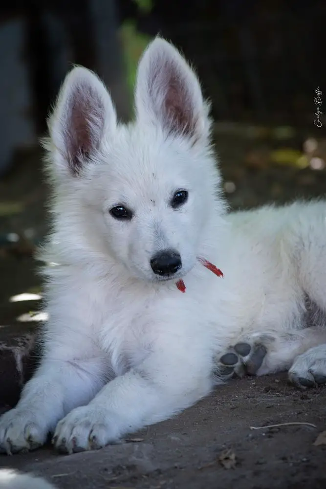Stiorra Zeichen Von Wolf