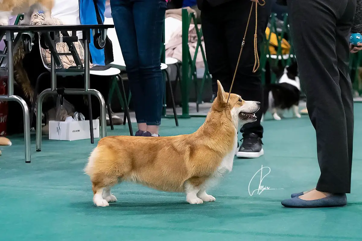 Divine Paws Bavariya