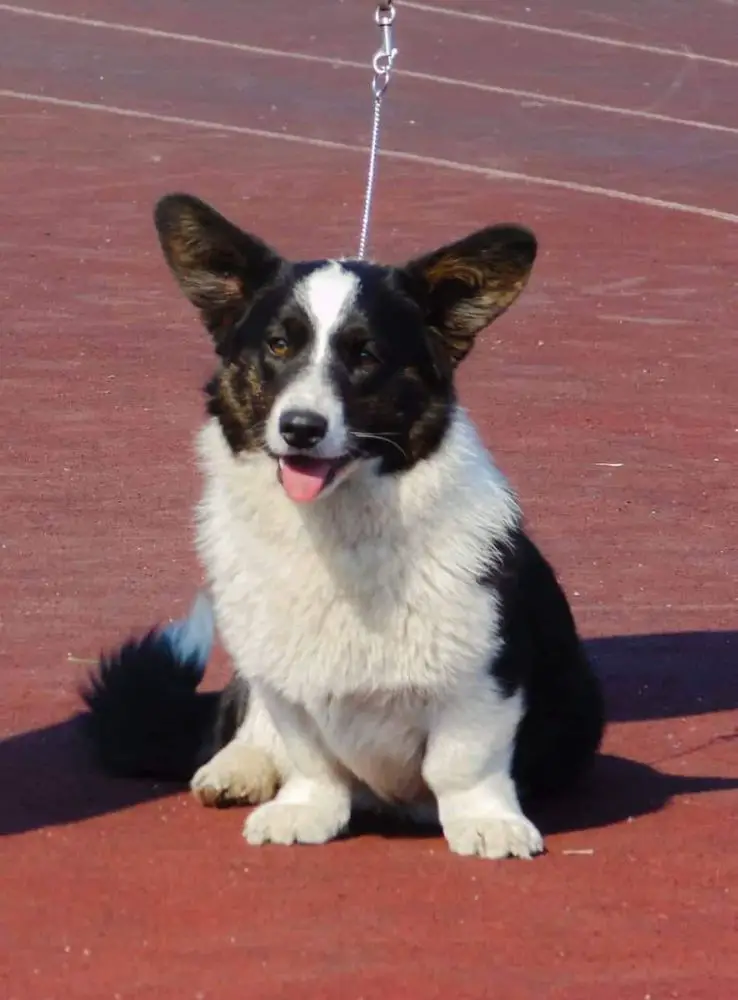 Dom Corgi Shelby Rabara