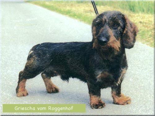 Griescha vom Roggenhof FCI