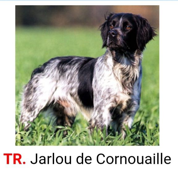 JARLOU de Cornouaille