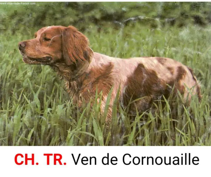 VEN de Cornouaille