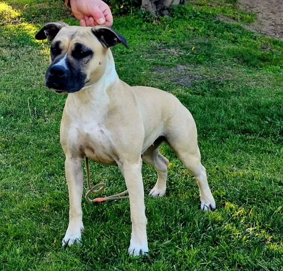 Hampsicora My Apocalypse