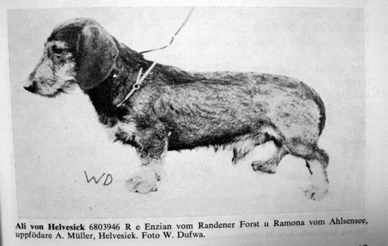 Ali Von Helvesiek