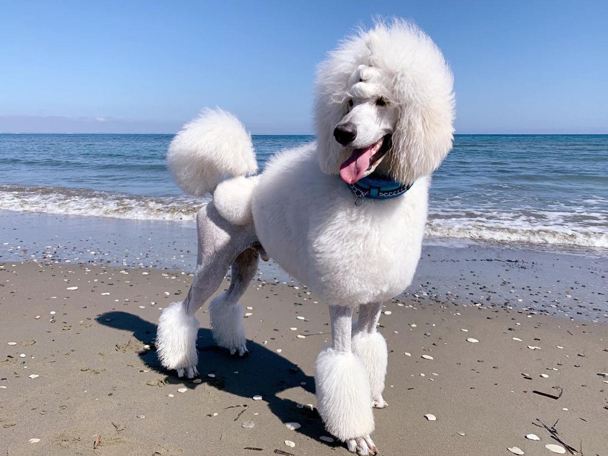 LoveMyPoodle Allstar