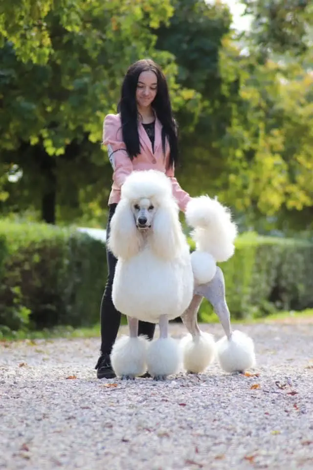 LoveMyPoodle Anyway