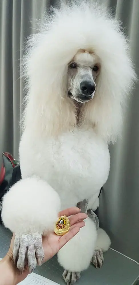 LoveMyPoodle Anytime