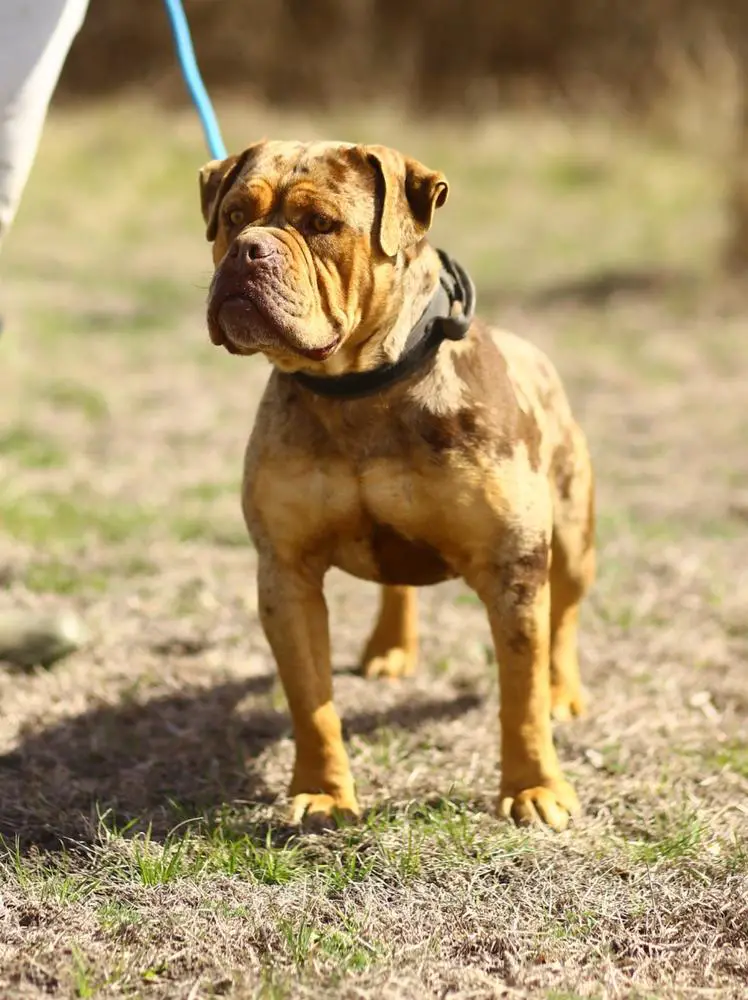 Tumbling Creek's Yoshi of Cannon Bulldogs