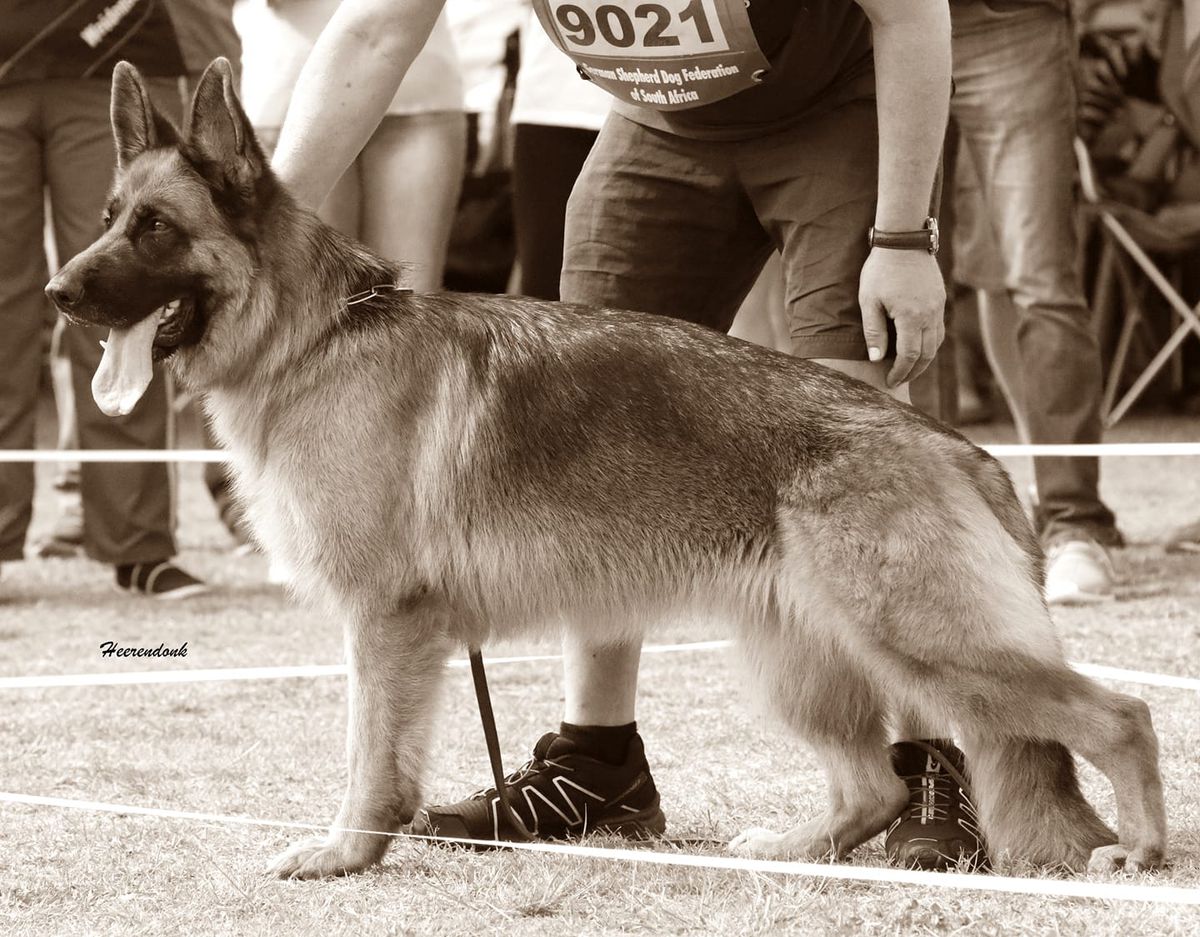 Shiraz sales german shepherd