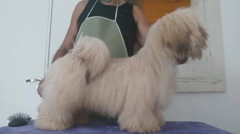 Axeram Caneleone Arthier