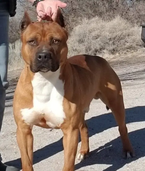 NEVADA'S PARANORMAL DYNASTY