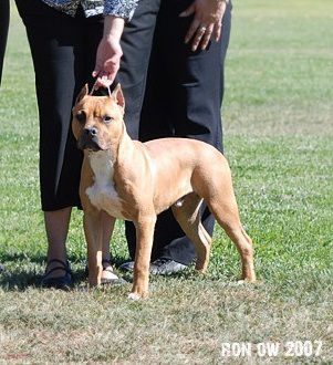 BLUPRINTS LARUM'S TURBO TANK