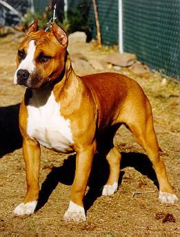 LARUM'S DUELIN DELTA