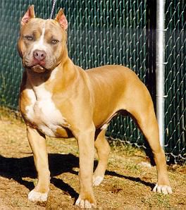 LARUM'S STORM SHOOTER