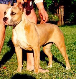 BRYTESS LARUM'S GUNNER'S GLORY