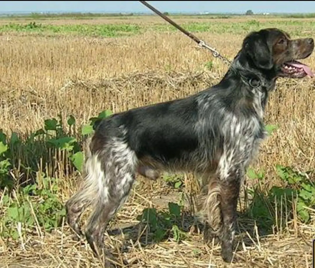 Polya Rossii ERON