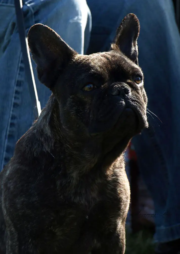 Hettie of Kellaney