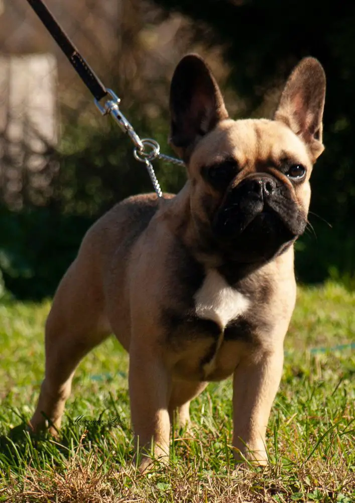 Maximus-Box Hero