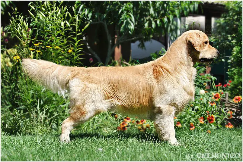 Hollywood Smile Aurum Spirit