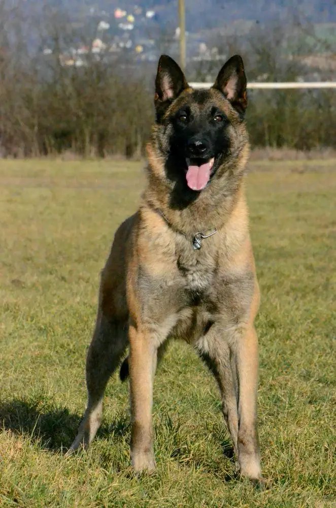 Crazy malinois cheap