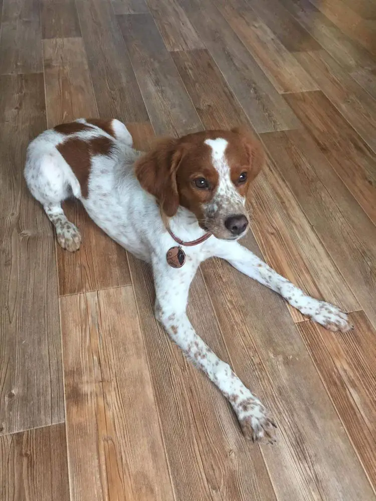 BELLA (2020)