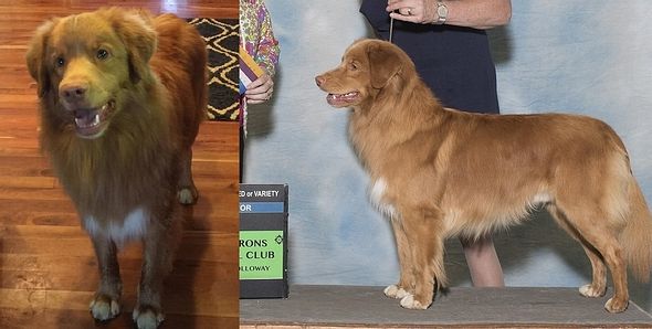 Skylark's Crazy Diamond Louie
