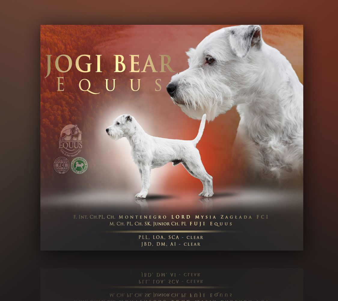 JOGI BEAR Equus