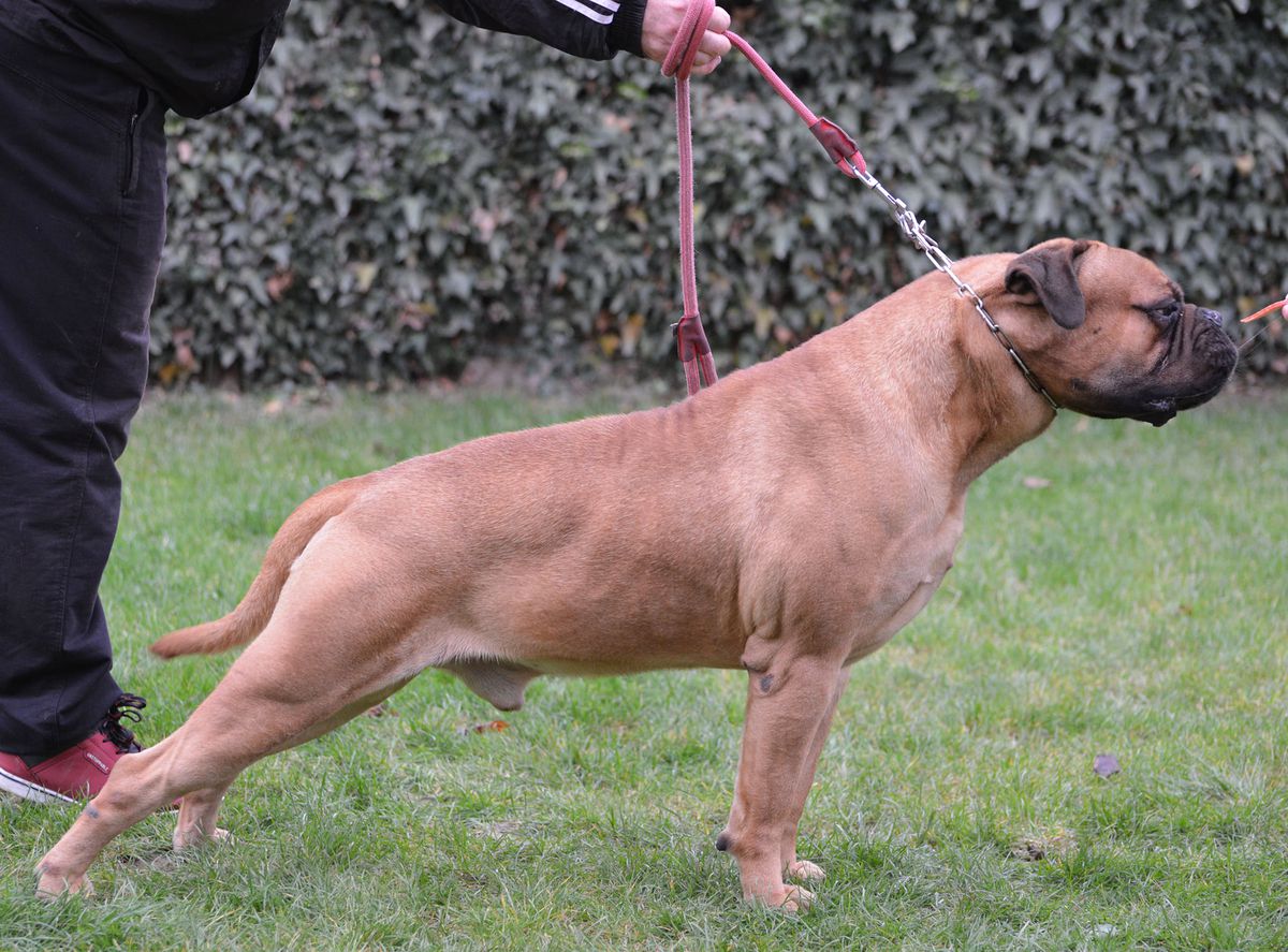 Buffon Balkan Line P.U. Kennel
