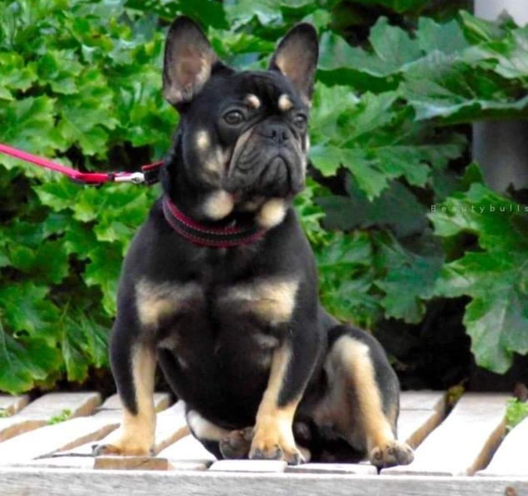 Casanova from royal colour dogs
