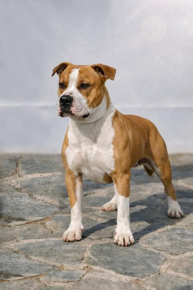 Nibiru The Golden Star of Cedar Valley