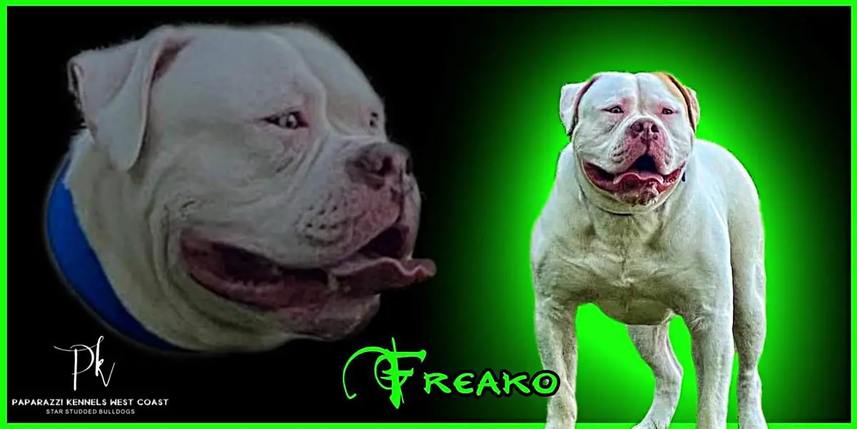 Paparazzi Kennels Oh My What A Freakin Stud